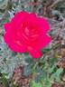 Yvette Horner rose photo
