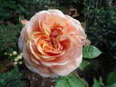 Charles Austin rose photo
