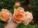 Charles Austin rose photo