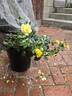 Flower Carpet ® Yellow rose photo