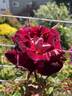 A Night of Magic rose photo