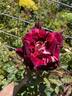 A Night of Magic rose photo