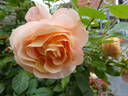 Bengali rose photo