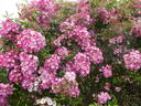 Mozart rose photo