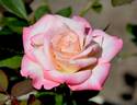 Vernon Rickard rose photo