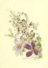 <i>C. lanuginosa</i> Lindl. in Paxt. clematis photo