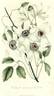 <i>C. indivisa</i> var. <i>lobata</i> Willd. synonym clematis photo