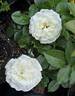 Alabaster rose photo