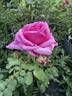 Country Doctor rose photo