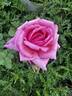 Country Doctor rose photo
