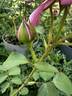 Country Doctor rose photo