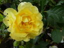 Yellow Submarine rose photo
