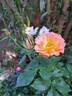 Message d'Espoir rose photo