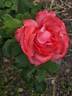 Waanrode rose photo