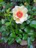 Glorious Babylon Eyes rose photo
