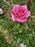 Wedding Bells rose photo