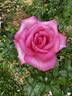 Wedding Bells rose photo