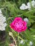 Cramoisi Supérieur rose photo