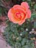 Message d'Espoir rose photo