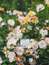VIN-819 rose photo