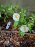 Queen of the Musks rose photo