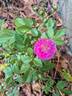 Allevia rose photo
