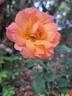 Message d'Espoir rose photo