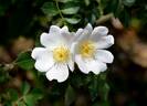<i>Rosa stylosa</i> Desvaux rose photo