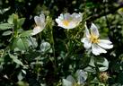 <i>Rosa stylosa</i> Desvaux rose photo