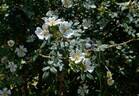 <i>Rosa stylosa</i> Desvaux rose photo