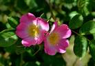 <i>R. caryophyllacea</i> rose photo