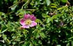 <i>R. caryophyllacea</i> rose photo