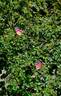 <i>R. caryophyllacea</i> rose photo