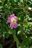 <i>R. caryophyllacea</i> rose photo