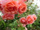 Alibaba rose photo