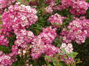 Mozart rose photo