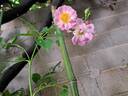 Millie Fleurs rose photo