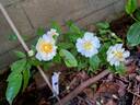 Queen of the Musks rose photo