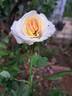 Boreale rose photo