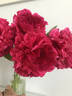 Edgar Jessep peony photo