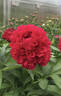 Edgar Jessep peony photo