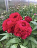 Edgar Jessep peony photo