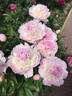 Angel Cheeks peony photo