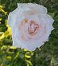 British Queen rose photo