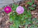 Allevia rose photo