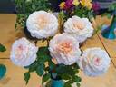 Australian Beauty rose photo