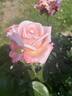 New Zealand rose photo