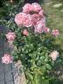 New Zealand rose photo
