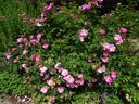 St. Nicholas rose photo