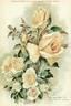 Alister Stella Gray rose photo